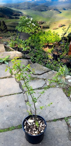 Large litre pot cherry plum - litre,