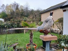 Taxidermy Ringneck Pheasant