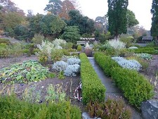 Beautiful hedges.Box Hedge-