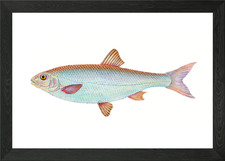 Dace Cyprinus leuciscus Framed