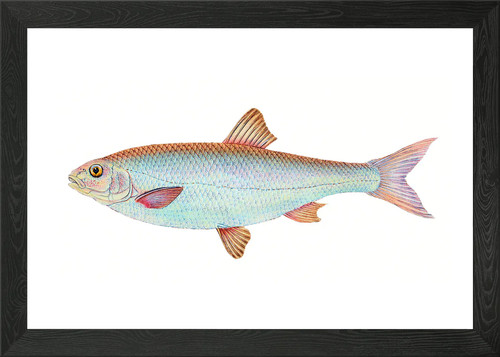 Dace cyprinus leuciscus - leuciscus, framed