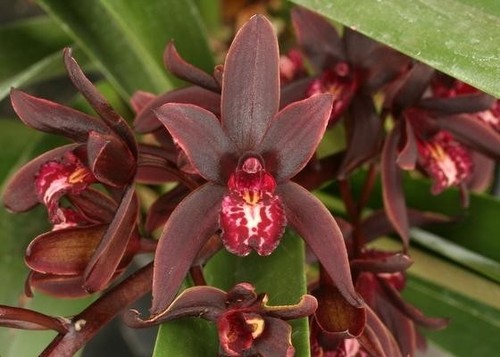 Cymbidium australian midnight - australian,