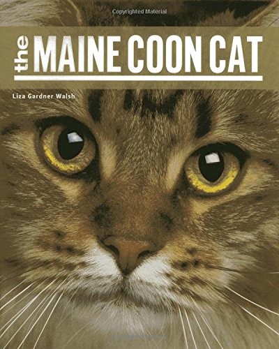 The maine coon - the,
