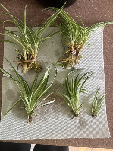 Spider plants fully - spider,
