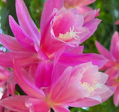 Rare cactus n20 epiphyllum - n20,