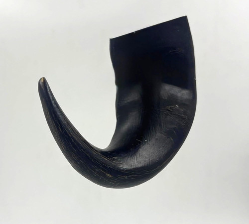Buffalo bull horns 100 150 - 3,