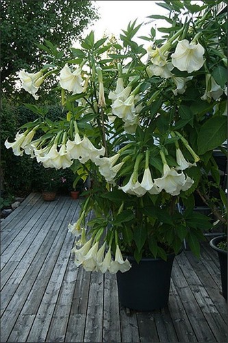 Brugmansia arborea white - brugmansia,