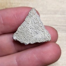 Saltasaurus Dinosaur Egg Shell