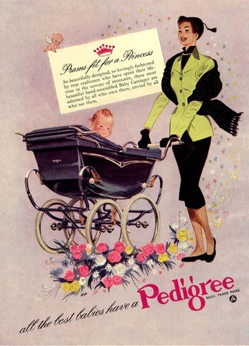 Advert photo pedigree - advert,