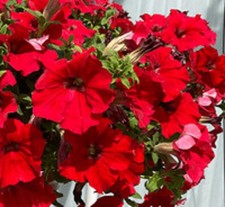 6 Trailing Petunia Surfinia
