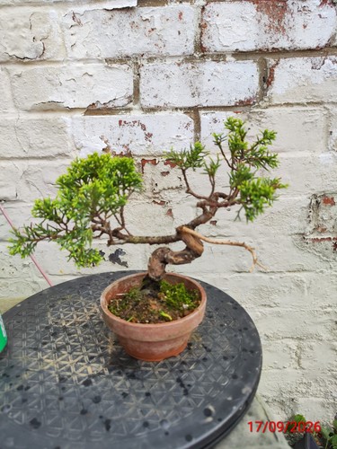 Juniper bonsai - juniper,
