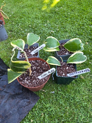 Hoya kerrii leaf small - kerrii, 2-3