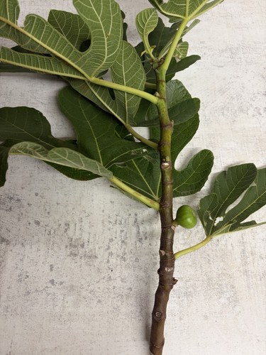 Ronde bordeaux fig cuttings - bordeaux,