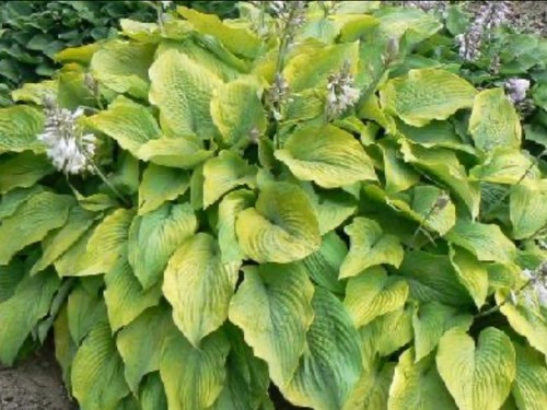 Hosta doubloons pot grown - hosta,