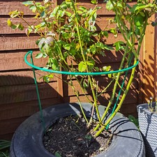 Woodside Steel Garden Plant