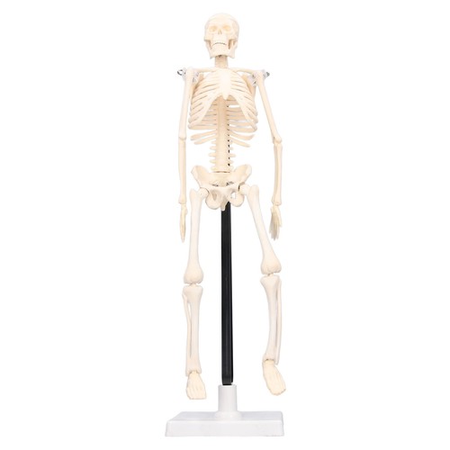 Human skeleton model - human, 42cm