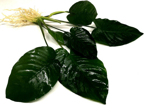 Anubias barteri broad leaf - barteri, leaf"