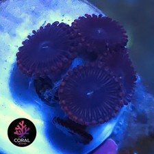 Unknowns (Possibly Superman