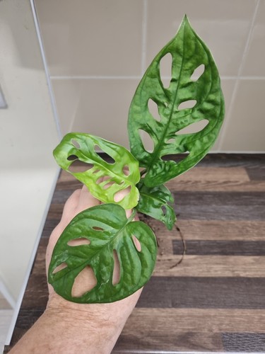 Monstera adansonii cutting - cutting, x1