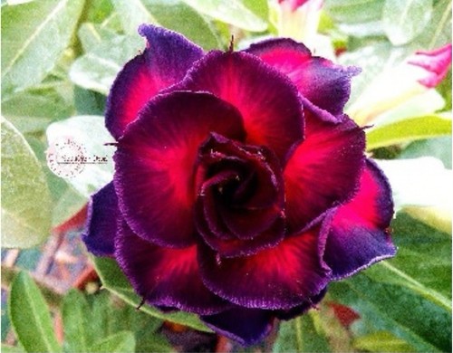 Adenium obesum desert rose - obesum,