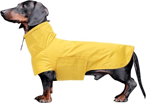Geyecete dachshund - geyecete,