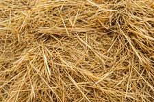 Natural Wheat Straw Perfect