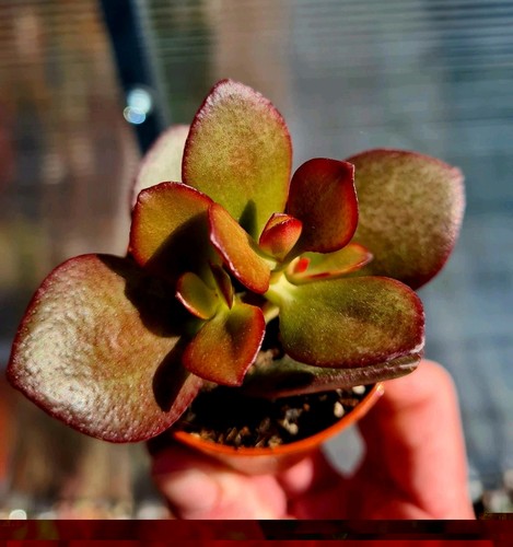 Crassula ovata crosby - ovata, crosby's