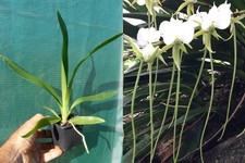 Angraecum longicalcar, orchid, orchid