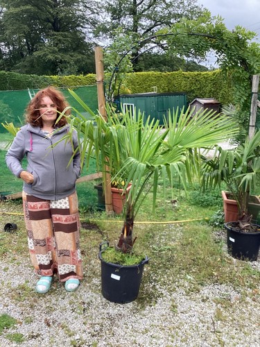 Trachycarpus fortunei palm - fortunei,