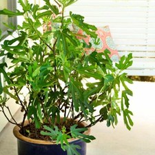 Dwarf Fig Tree Hardy Garden Plants Fruiting Little Miss Figgy 1 x 9cm Pot T&M