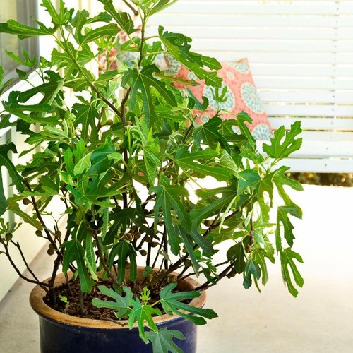 Dwarf fig tree hardy - fig, garden