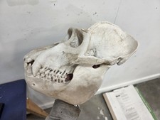 Gorilla Skull Replica Life