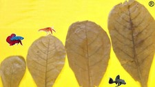 Sea Almond Tree Leaves 20-30cm 25/50/100pcs - Catappa Leaves - Free Postage