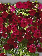 TRAILING PETUNIA SURFENIA SEEDS "RED CASCADE" HANGING BASKETS BALCONIES 