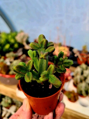 Crassula pyramidalis mini - crassula,