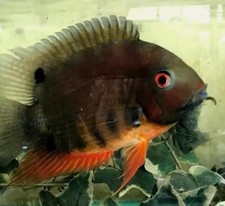 Red Spot Rainbow Severum
