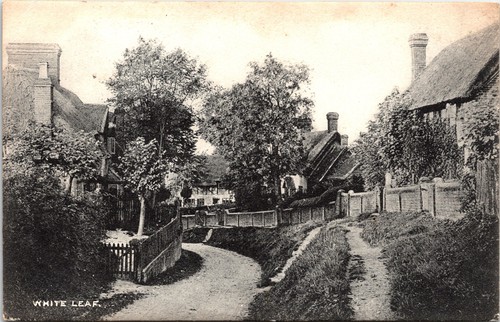 White leaf country lane scene - white,