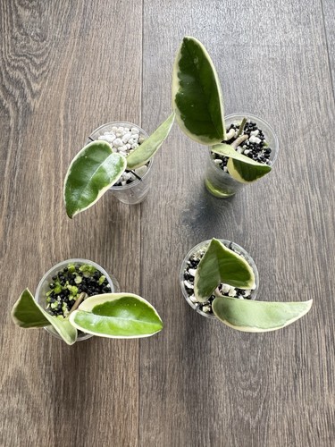 Hoya carnosa krimson - carnosa,