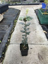 Holm Oak Tree - Quercus ilex 🇬🇧 UK Grown - 40/60cm