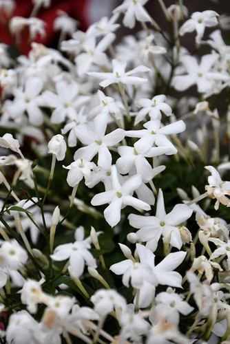 Jasmine inverleith - jasmine, –