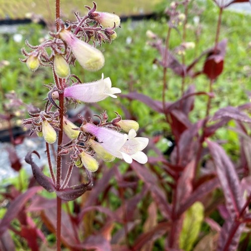 Penstemon huskers red 9cm - penstemon, 'huskers