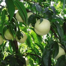 Peach 'Ice Peach' - 1x 18cm