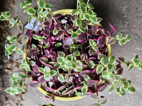 Crassula marginalis calico - marginalis, 'calico
