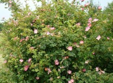 Sweet-Brier (Rosa Rubiginosa)