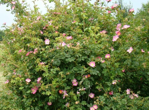 Sweet brier - (rosa, rubiginosa)