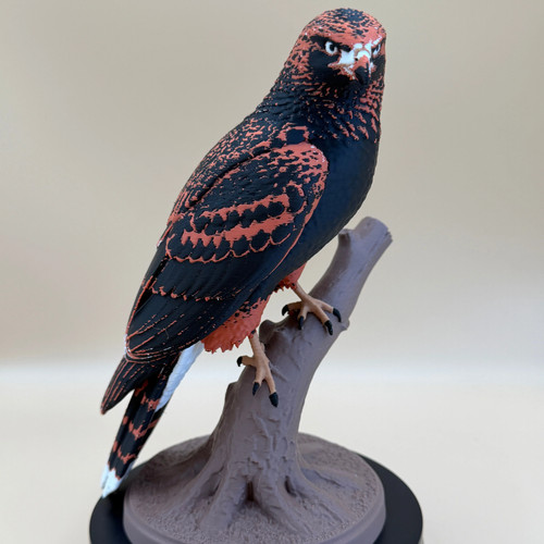 Ember talon harris hawk - harris,