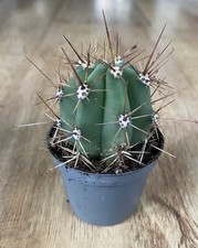 Terscheckii | Cactus | 9cm Pot