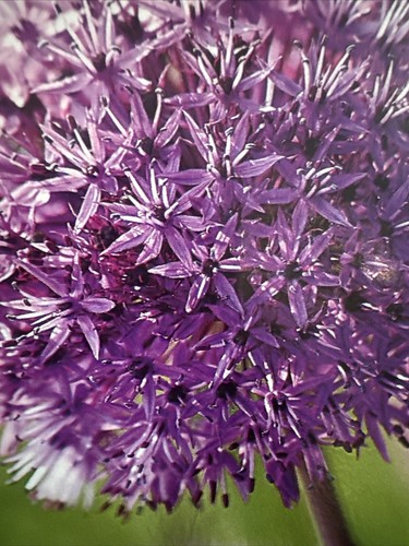 Allium purple sensation - 8x,
