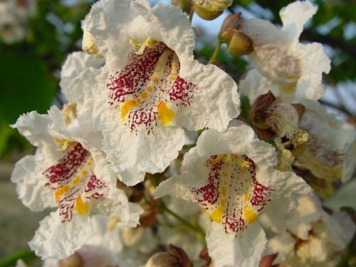 Indian bean tree catalpa - tree,,