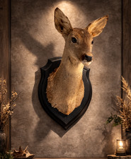 Taxidermy Roe Deer Head Wall